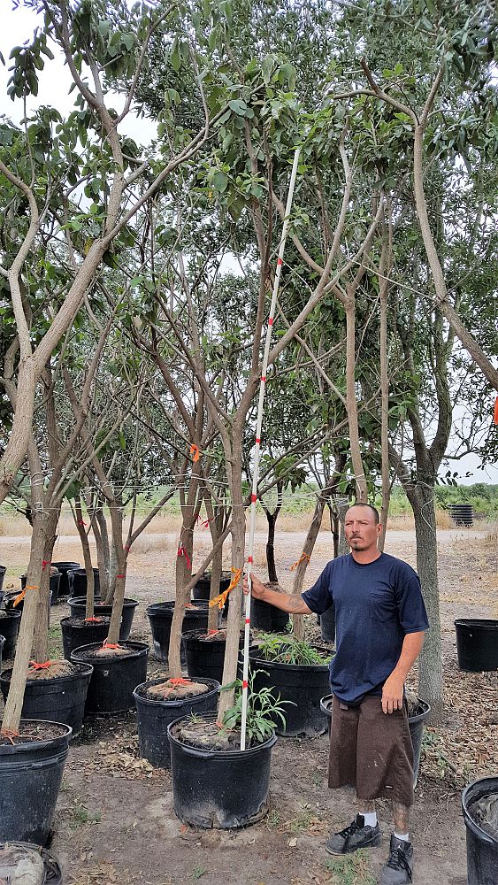 cordia-boissieri-white-geiger-texas-olive