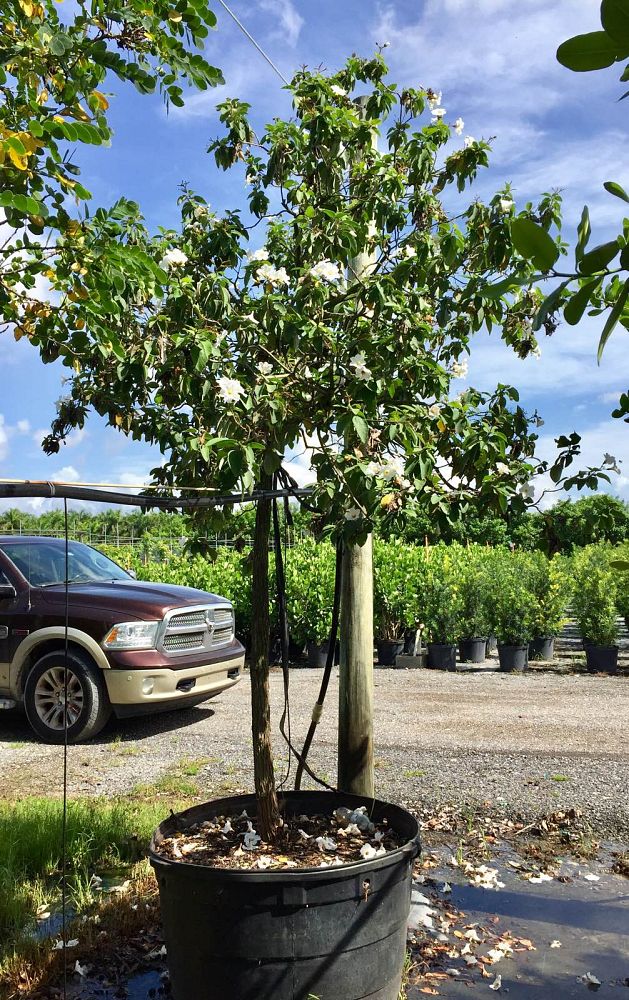 cordia-boissieri-white-geiger-texas-olive