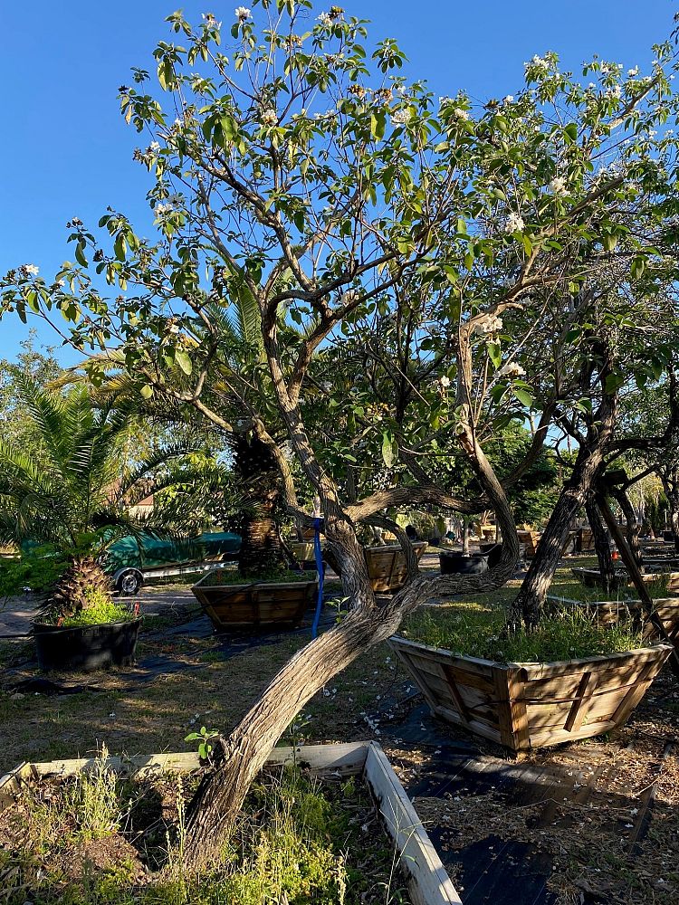 cordia-boissieri-white-geiger-texas-olive