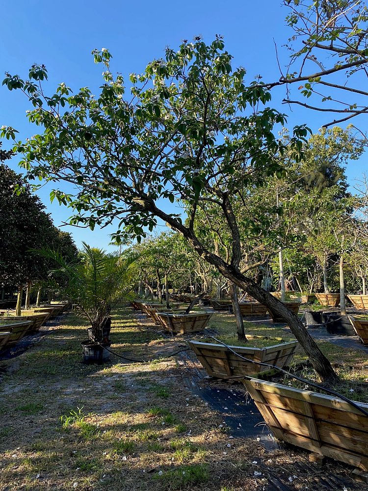cordia-boissieri-white-geiger-texas-olive