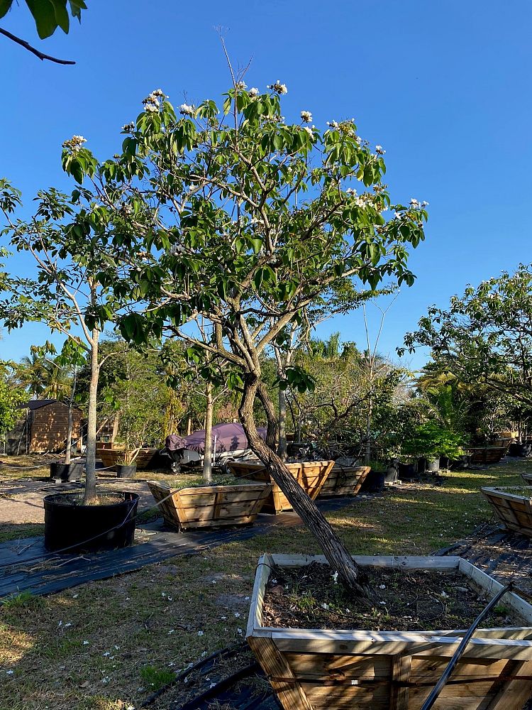 cordia-boissieri-white-geiger-texas-olive