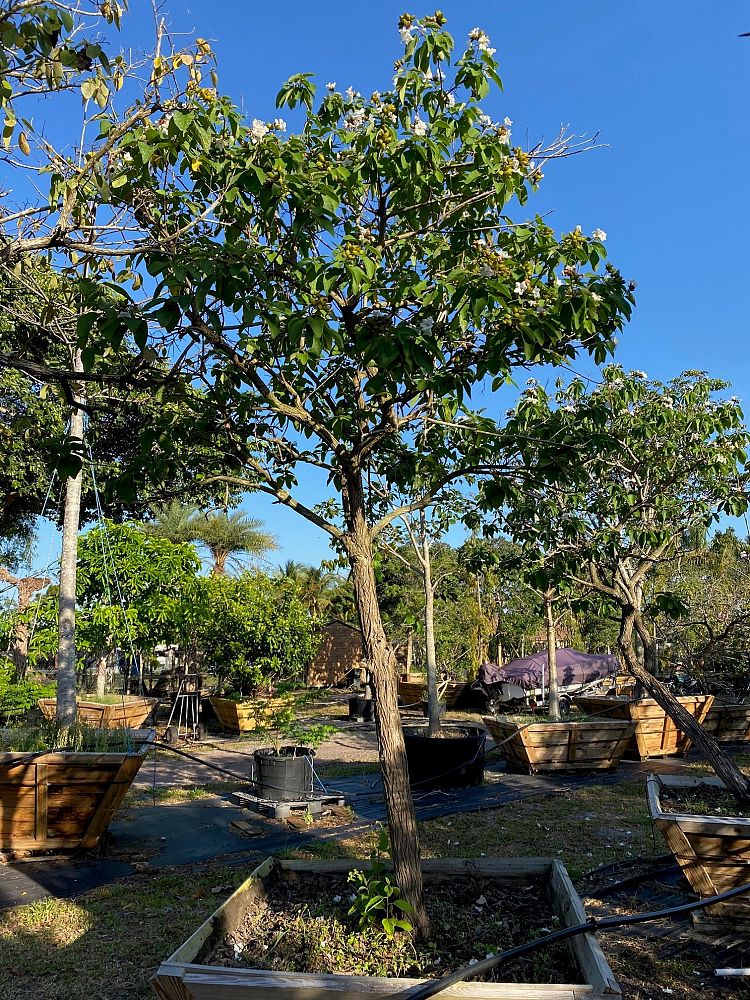 cordia-boissieri-white-geiger-texas-olive