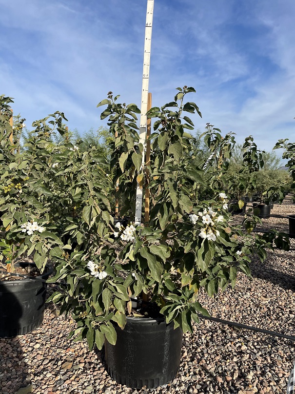 cordia-boissieri-white-geiger-texas-olive