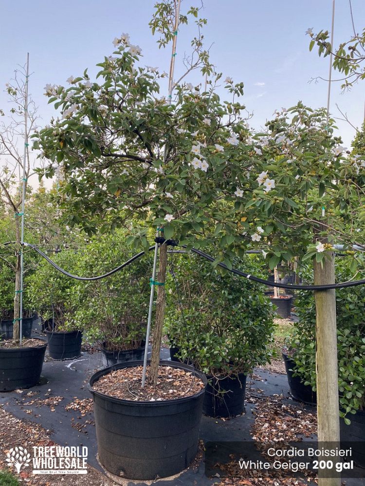 cordia-boissieri-white-geiger-texas-olive