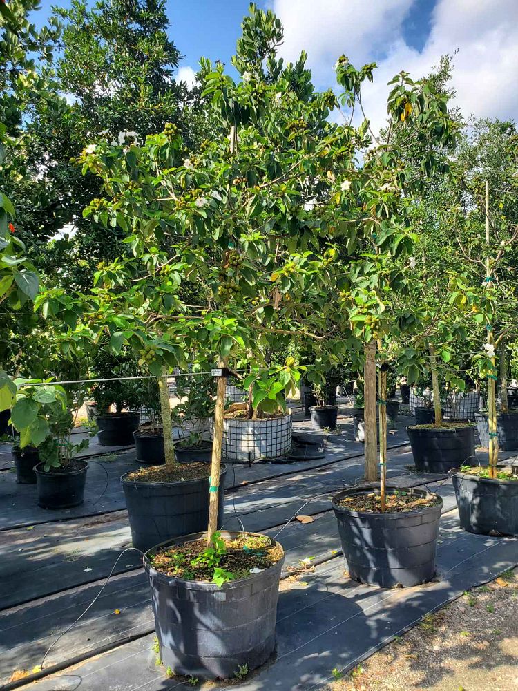 cordia-boissieri-white-geiger-texas-olive