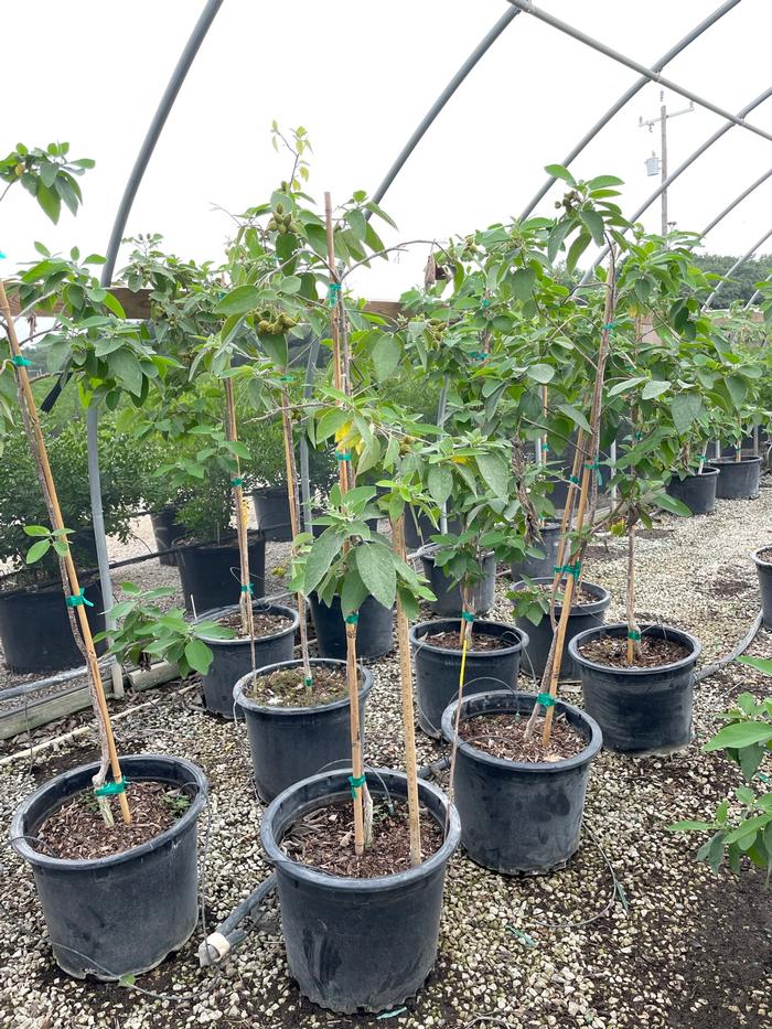 cordia-boissieri-white-geiger-texas-olive