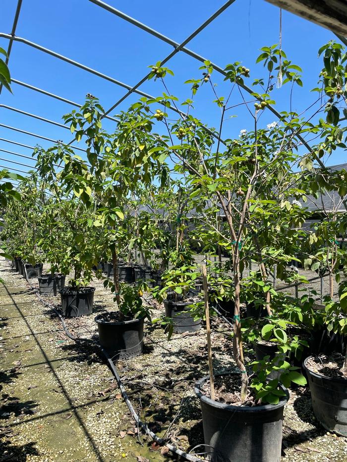 cordia-boissieri-white-geiger-texas-olive