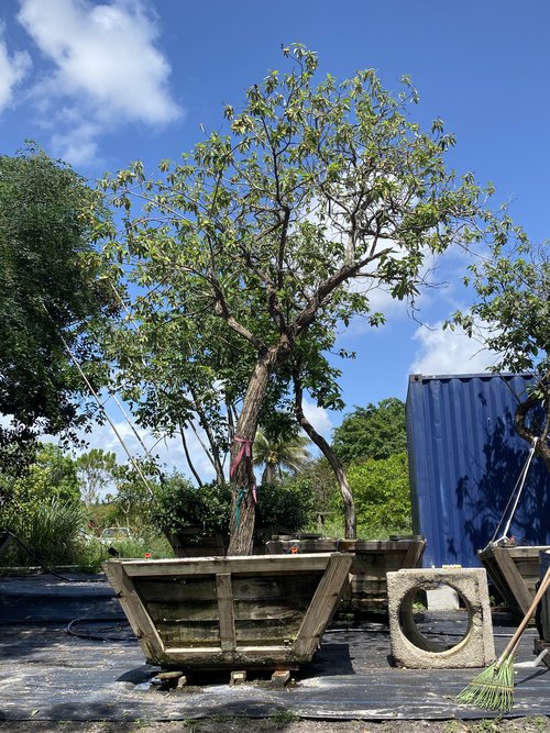 cordia-boissieri-white-geiger-texas-olive