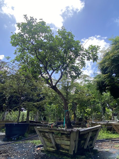 cordia-boissieri-white-geiger-texas-olive