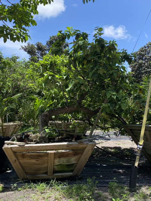 cordia-boissieri-white-geiger-texas-olive