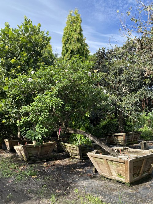 cordia-boissieri-white-geiger-texas-olive