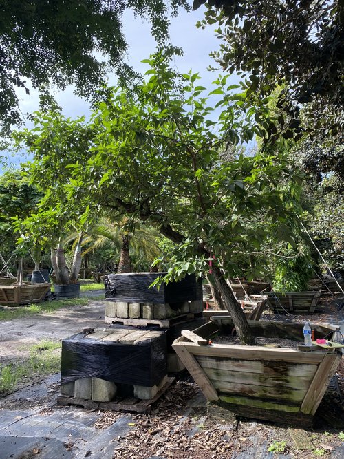 cordia-boissieri-white-geiger-texas-olive