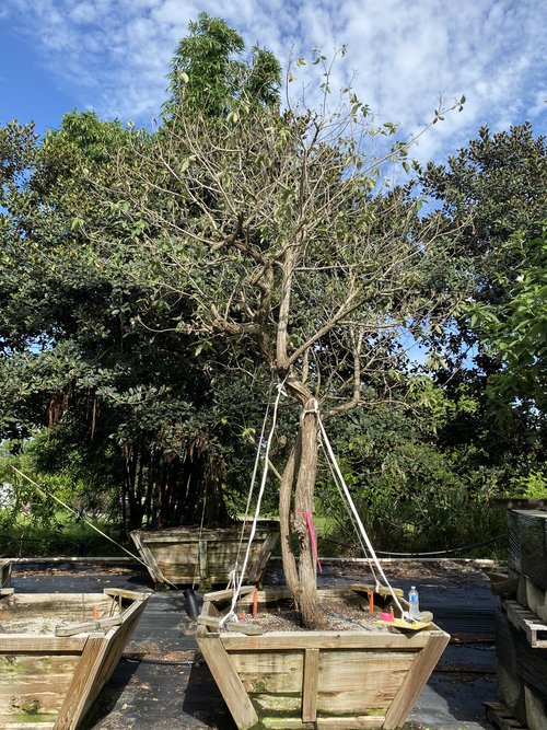 cordia-boissieri-white-geiger-texas-olive