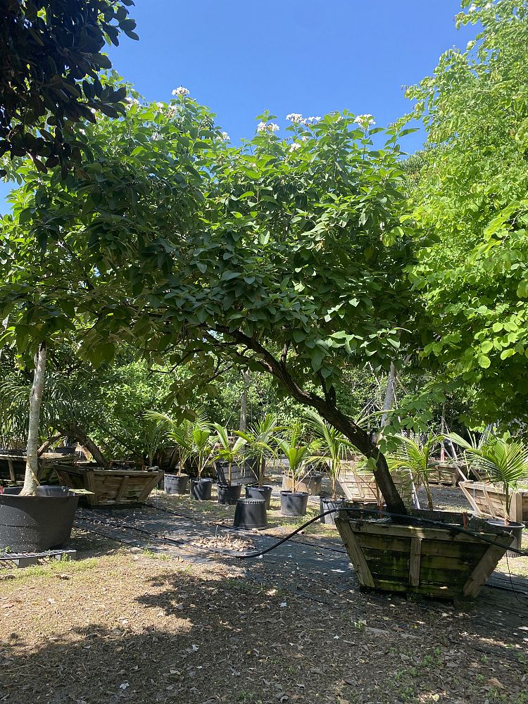cordia-boissieri-white-geiger-texas-olive