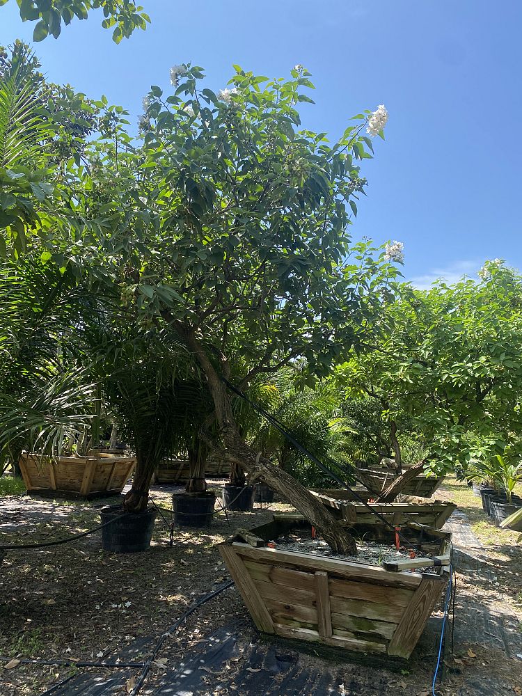 cordia-boissieri-white-geiger-texas-olive