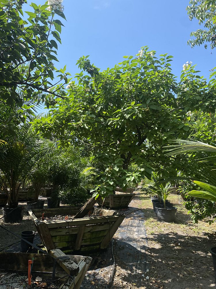 cordia-boissieri-white-geiger-texas-olive