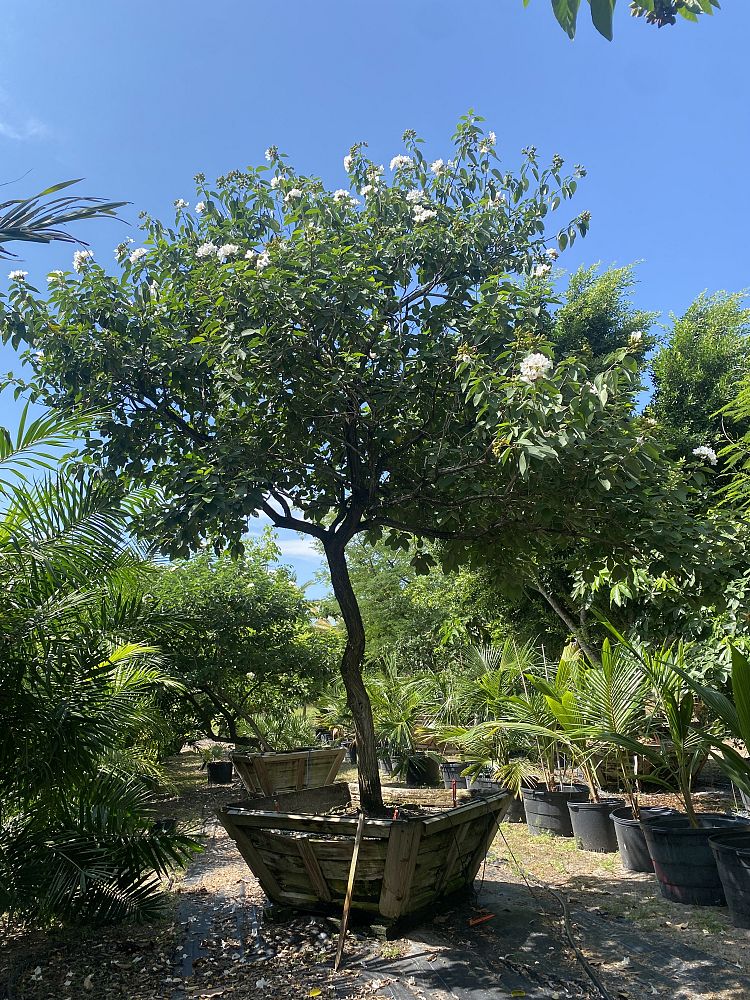 cordia-boissieri-white-geiger-texas-olive