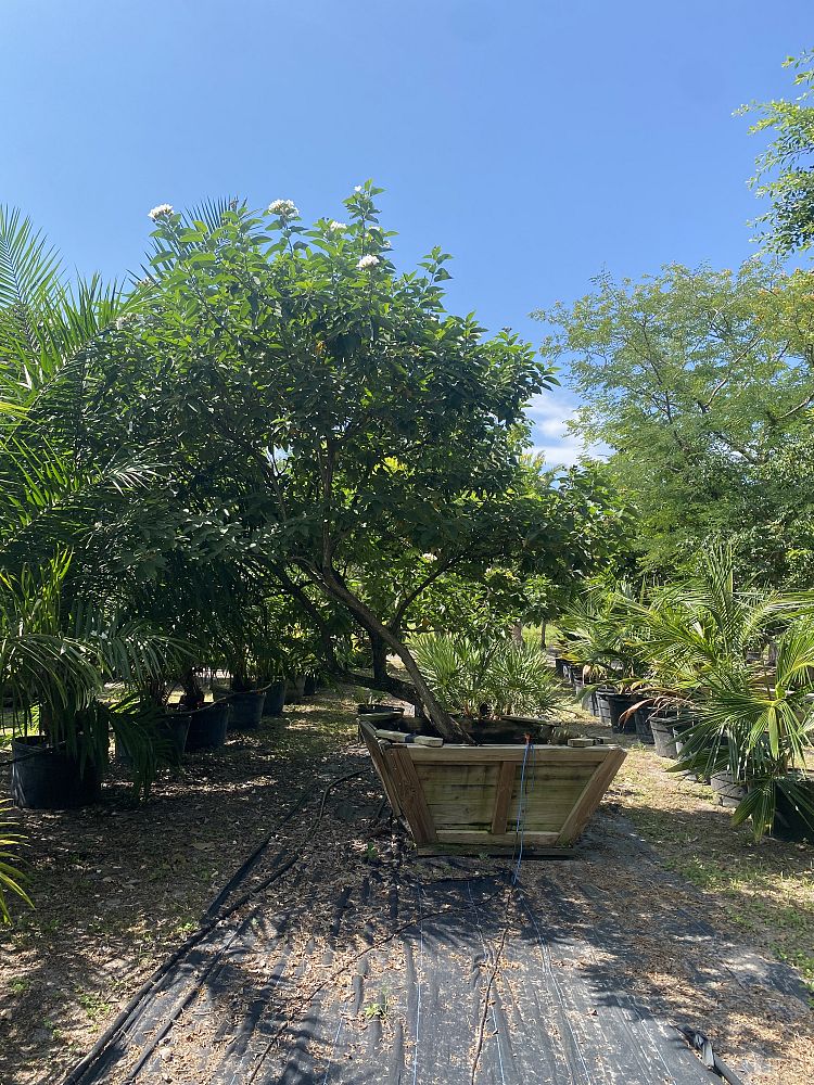 cordia-boissieri-white-geiger-texas-olive