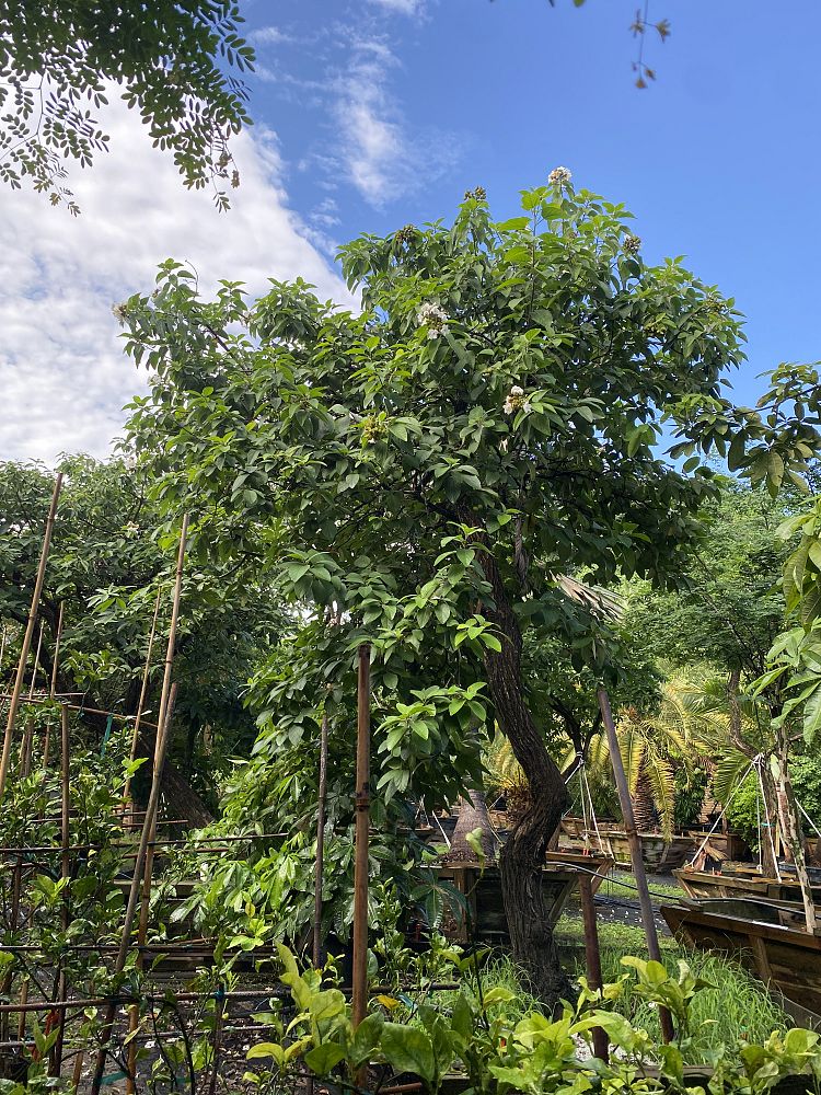 cordia-boissieri-white-geiger-texas-olive