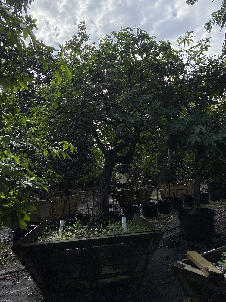 cordia-boissieri-white-geiger-texas-olive