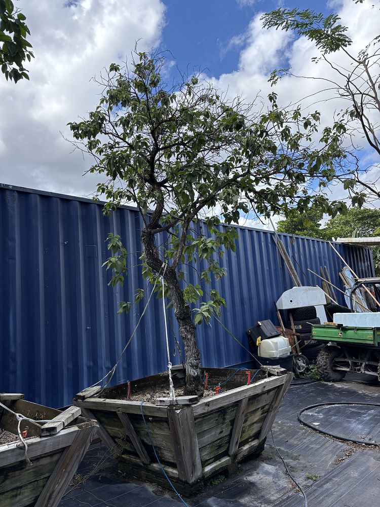 cordia-boissieri-white-geiger-texas-olive