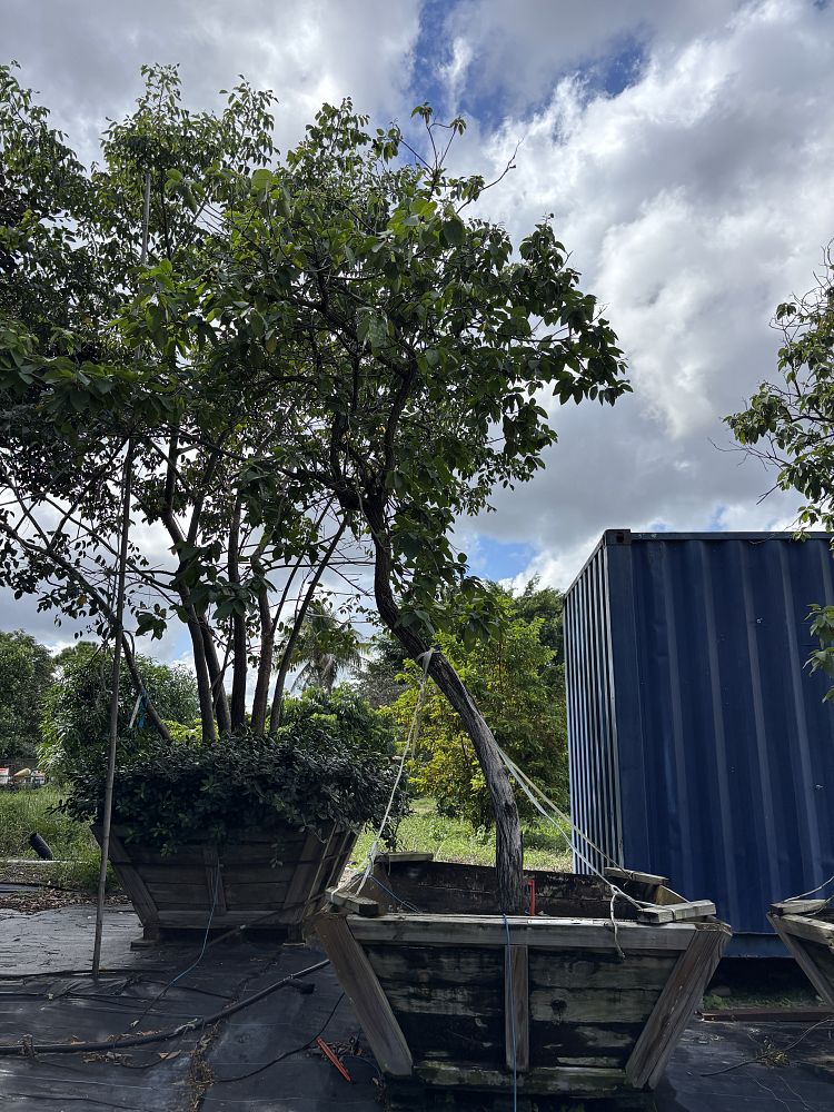 cordia-boissieri-white-geiger-texas-olive