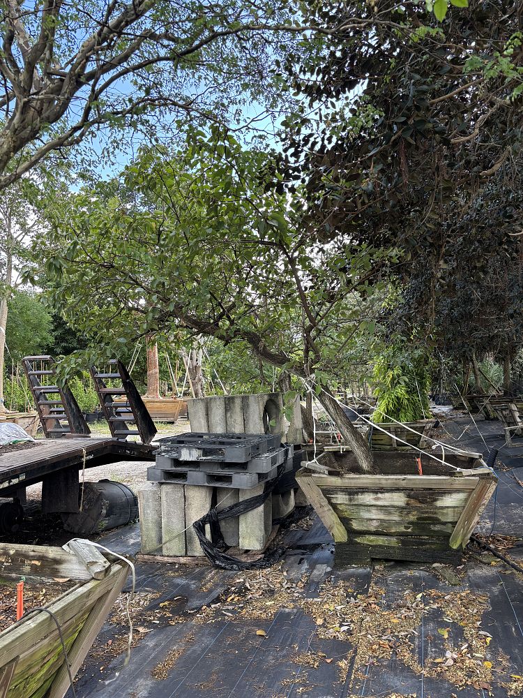 cordia-boissieri-white-geiger-texas-olive