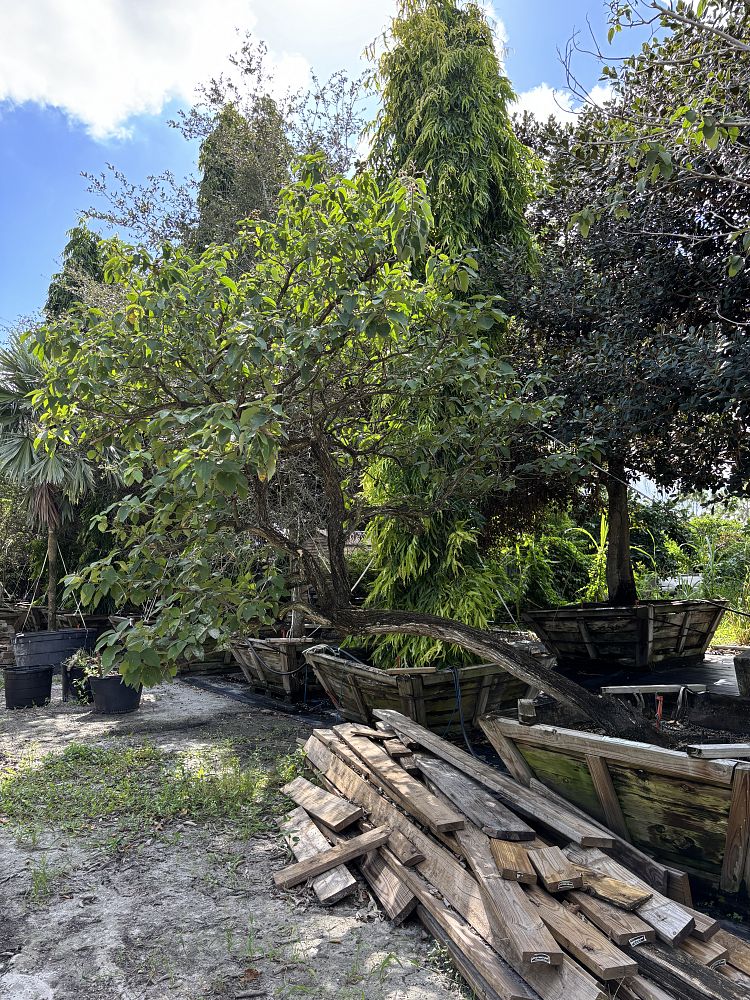 cordia-boissieri-white-geiger-texas-olive