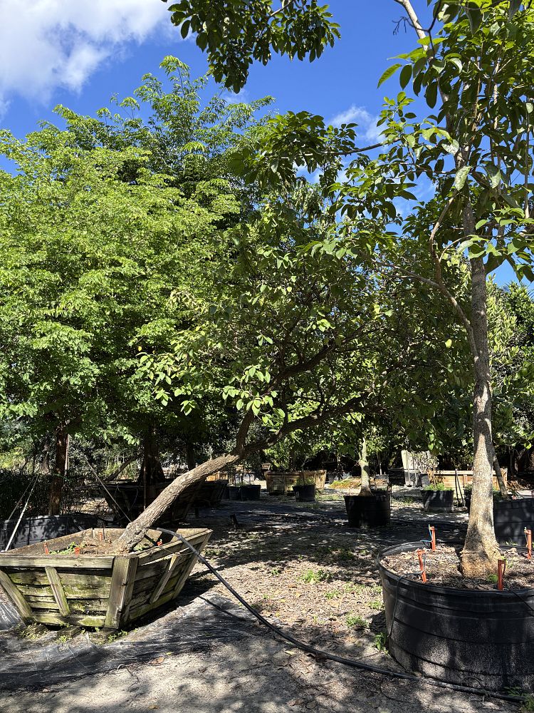 cordia-boissieri-white-geiger-texas-olive