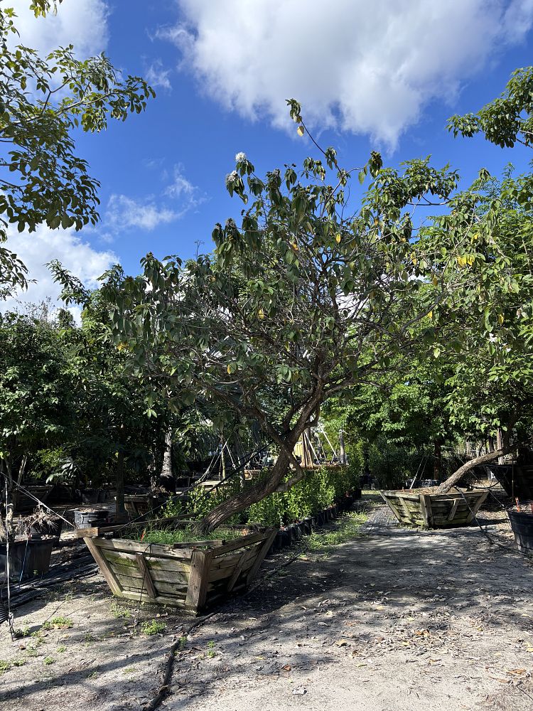 cordia-boissieri-white-geiger-texas-olive