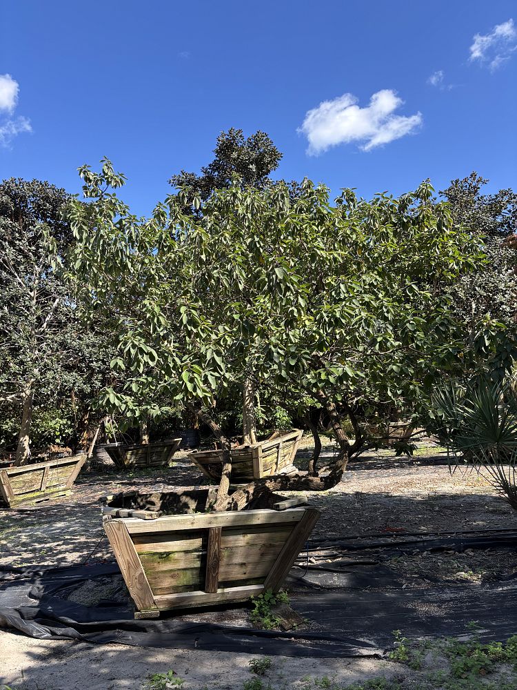 cordia-boissieri-white-geiger-texas-olive