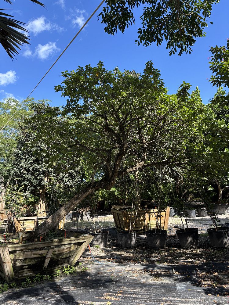 cordia-boissieri-white-geiger-texas-olive