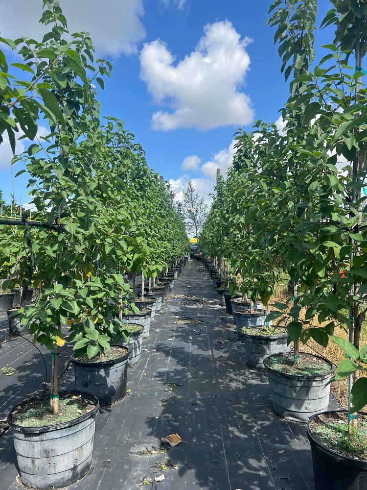 cordia-boissieri-white-geiger-texas-olive