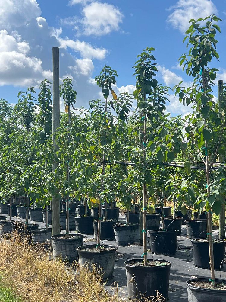 cordia-boissieri-white-geiger-texas-olive