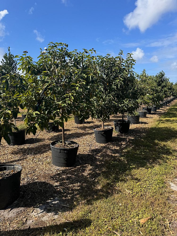 cordia-boissieri-white-geiger-texas-olive