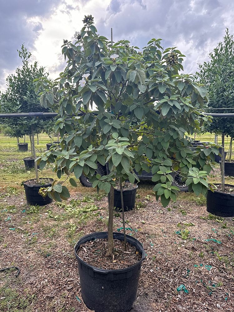 cordia-boissieri-white-geiger-texas-olive