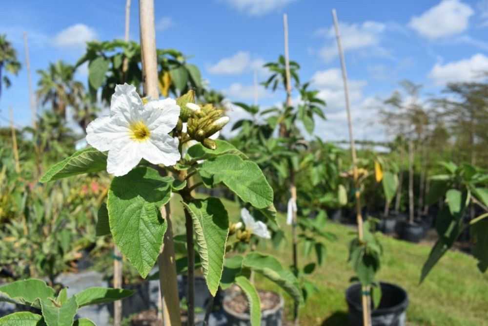 cordia-boissieri-white-geiger-texas-olive