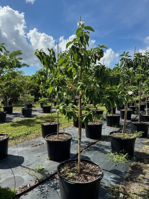 cordia-boissieri-white-geiger-texas-olive