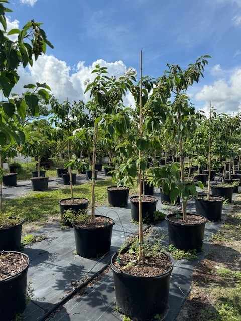 cordia-boissieri-white-geiger-texas-olive