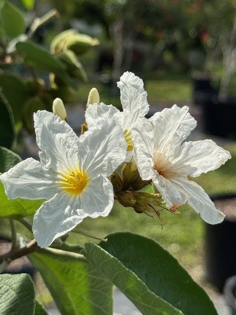 cordia-boissieri-white-geiger-texas-olive