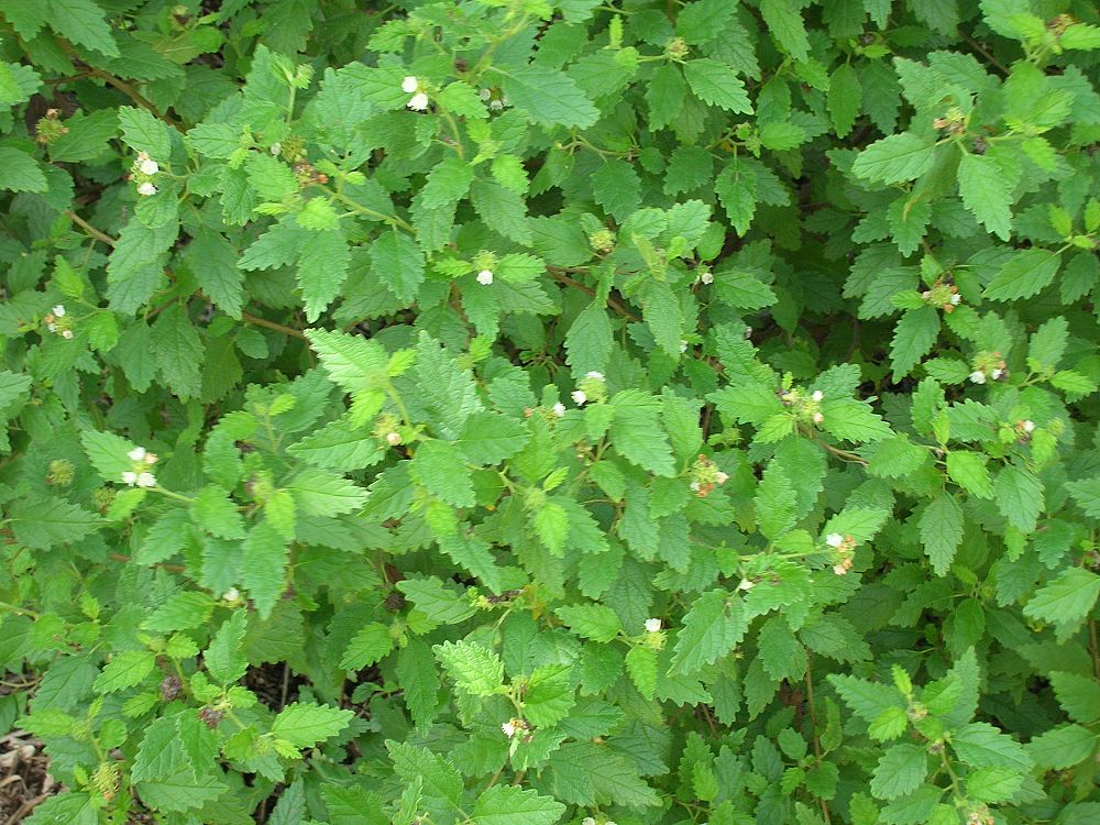 cordia-globosa-bloodberry