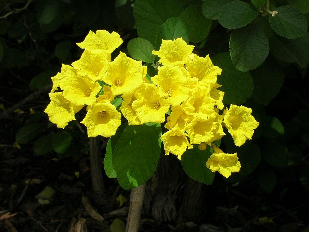 cordia-lutea-yellow-geiger