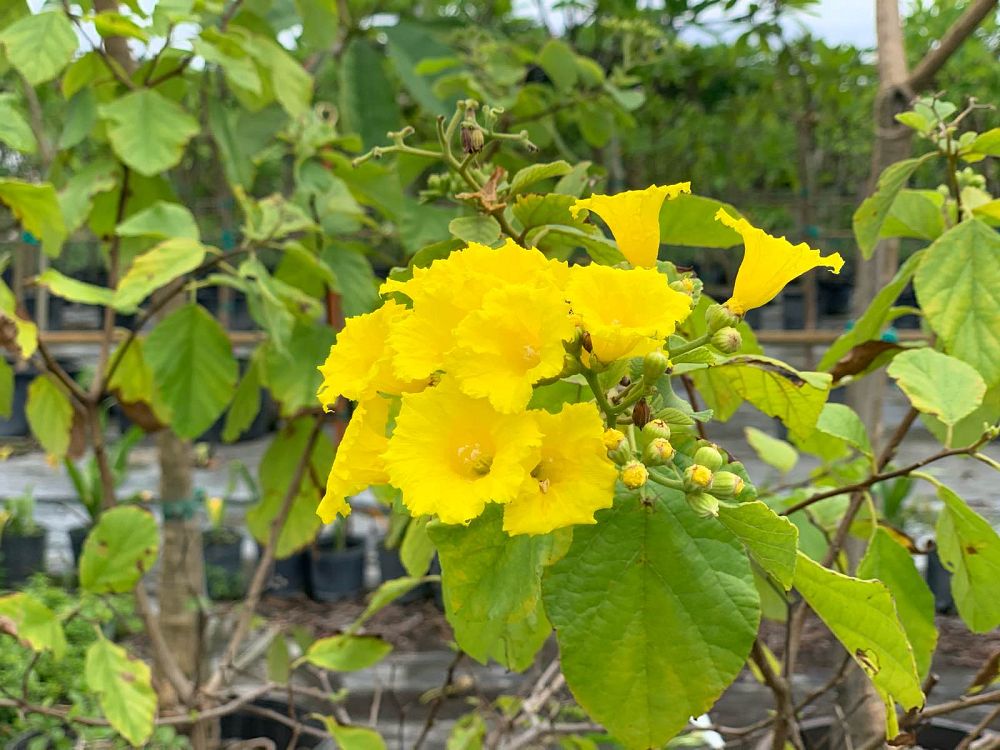 cordia-lutea-yellow-geiger