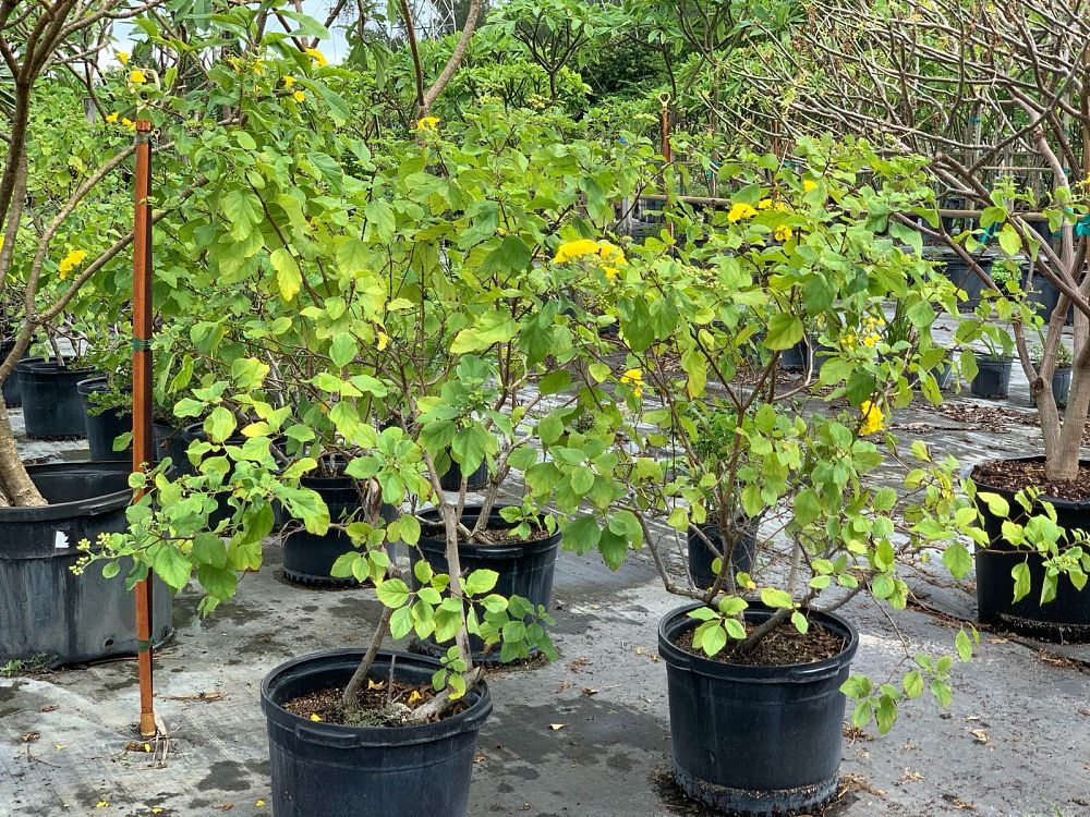 cordia-lutea-yellow-geiger