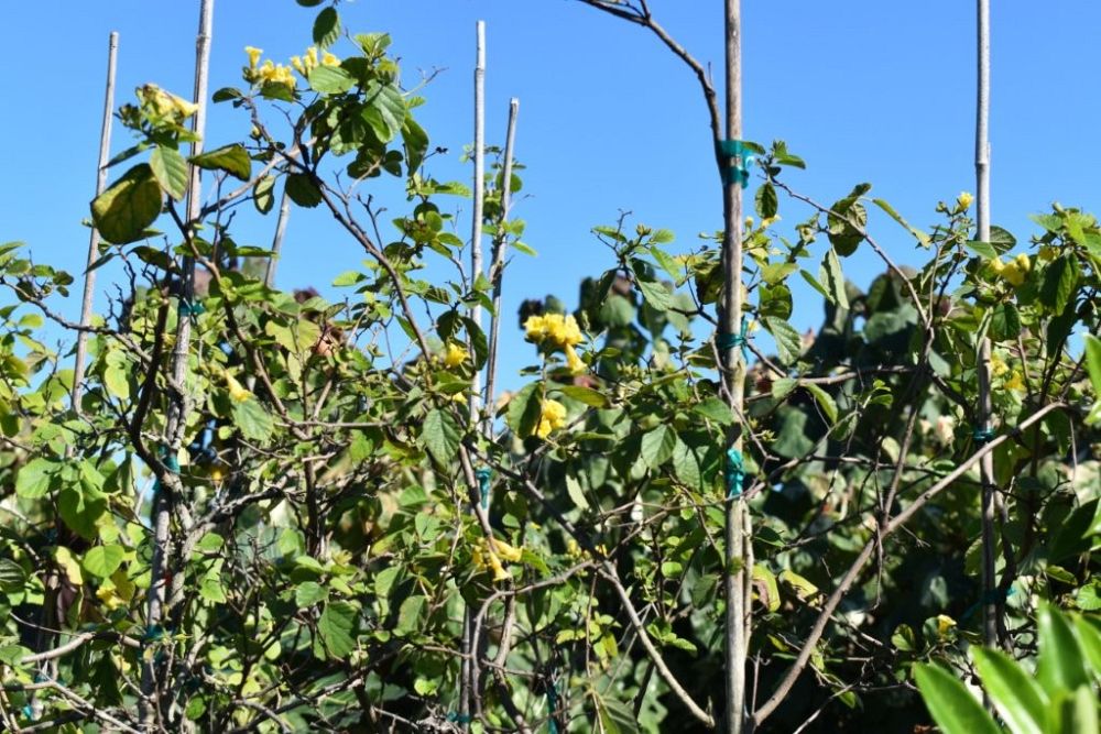 cordia-lutea-yellow-geiger