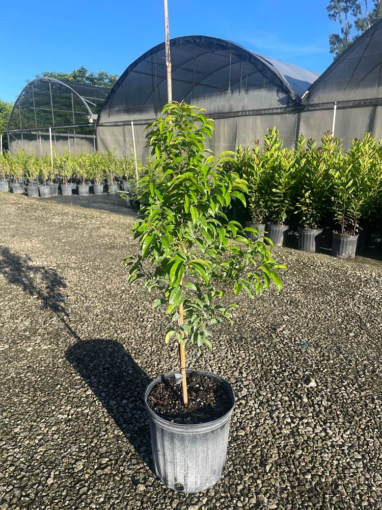cordia-nitida-west-indian-cherry