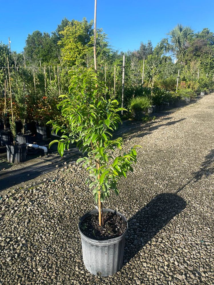 cordia-nitida-west-indian-cherry