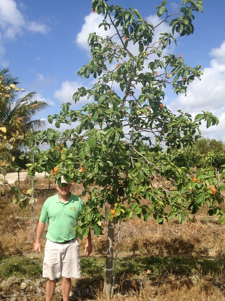 cordia-sebestena-orange-geiger-tree