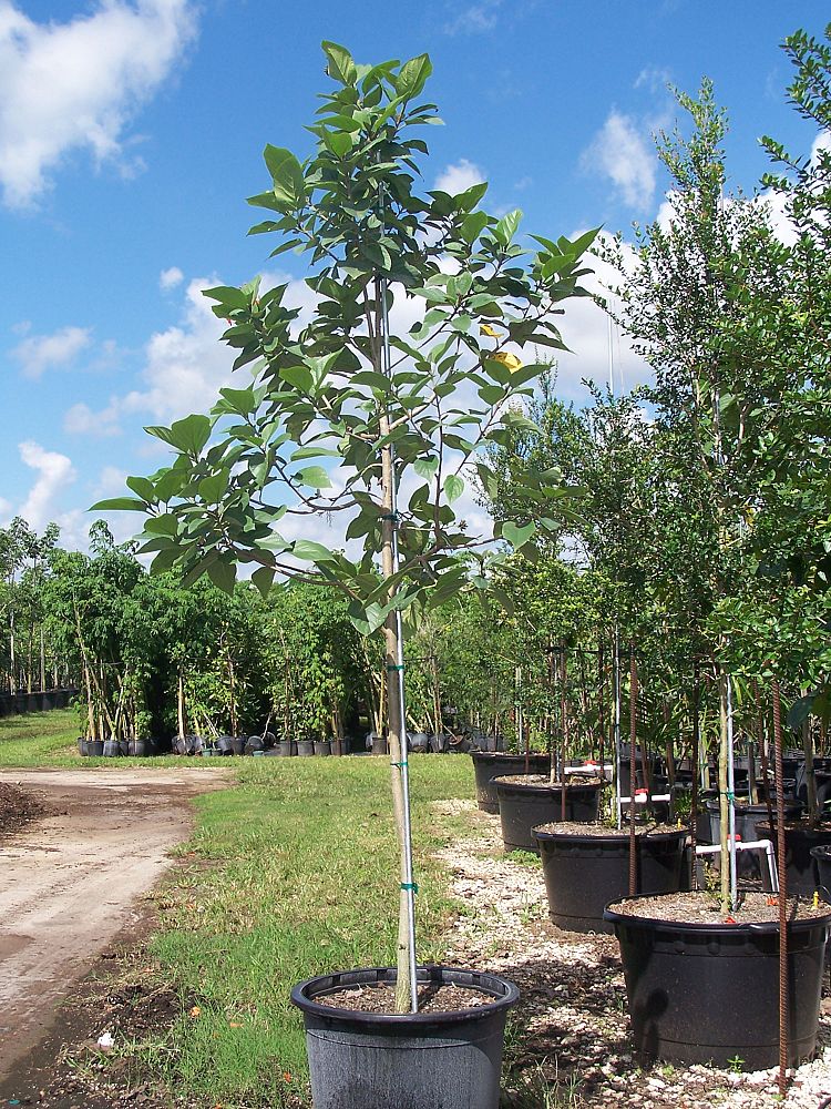 cordia-sebestena-orange-geiger-tree