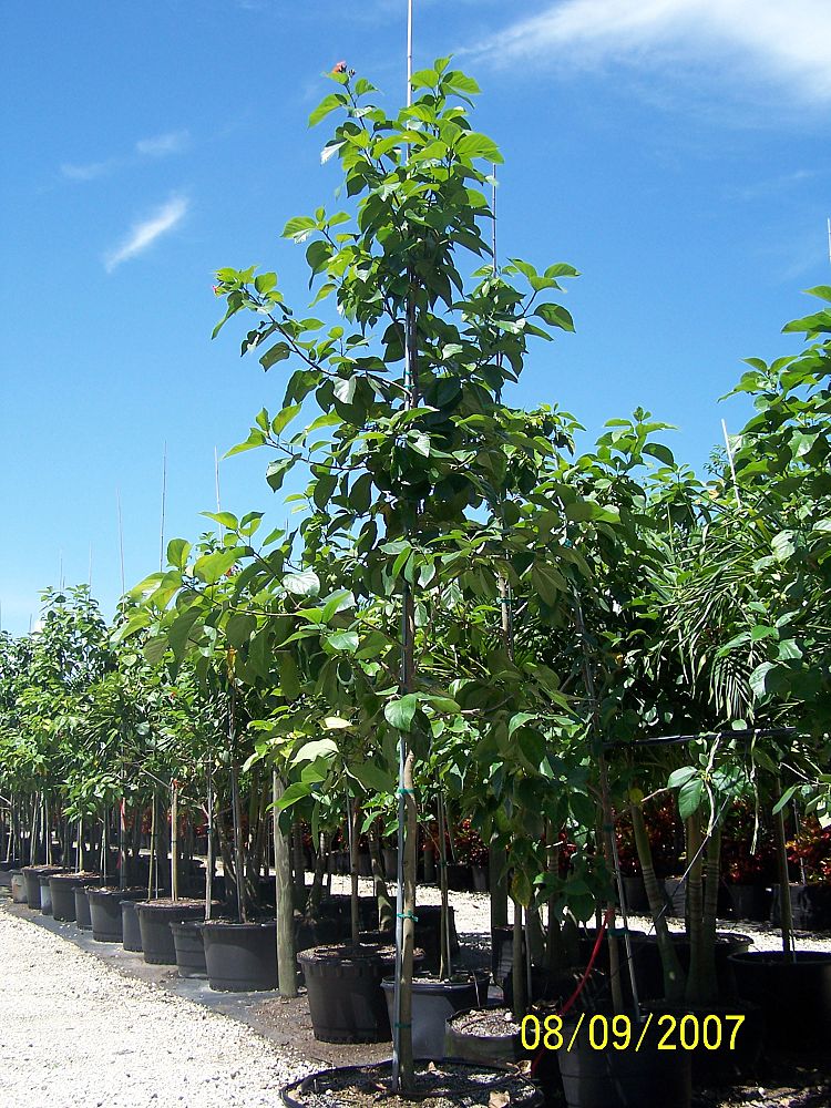 cordia-sebestena-orange-geiger-tree